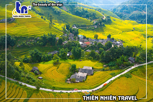 Ruộng bậc thang Sa Pa chín sớm làm 'say lòng' Lữ Khách