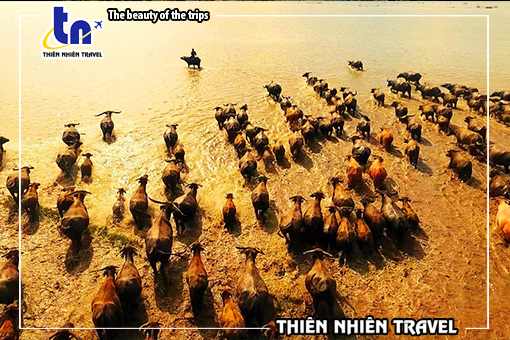 ĐẤT RỪNG PHƯƠNG NAM – MÙA LEN TRÂU